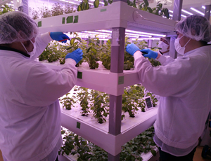 Herb harvesting work