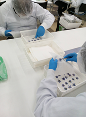 Edible flower sorting work
